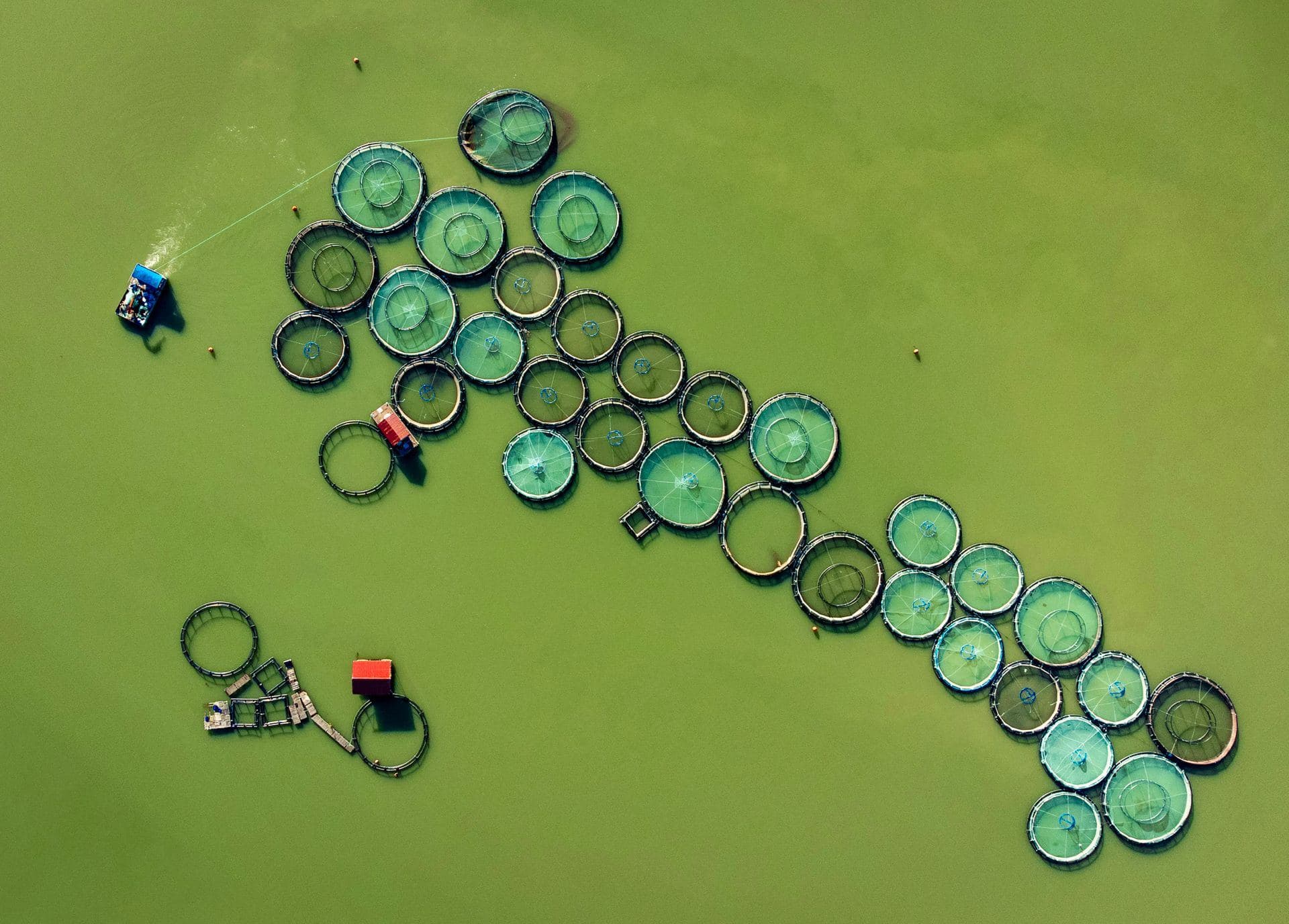 Fischzuchtanlage mit runden Netzgehegen von oben