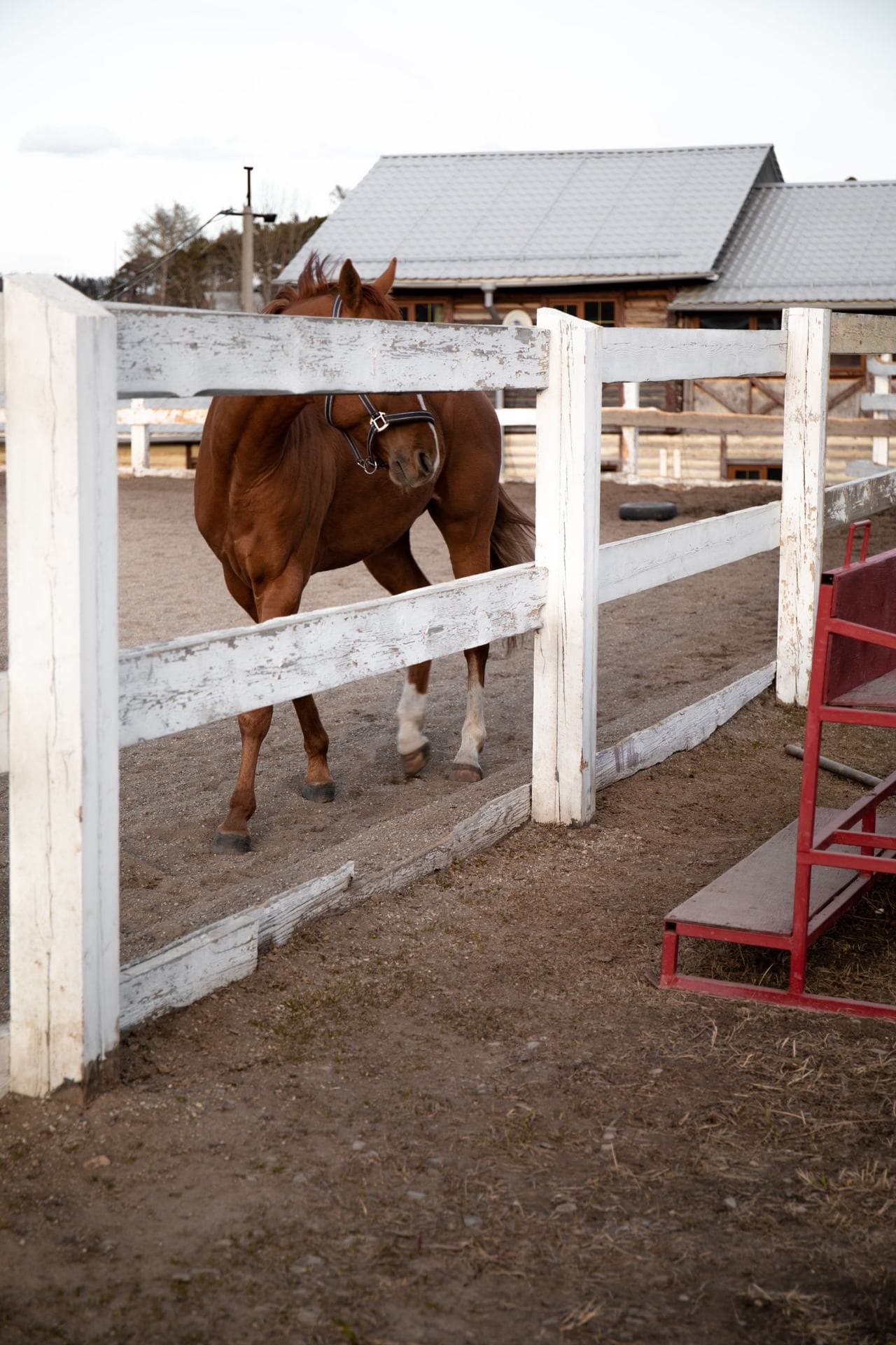 Pferd hinter weißem Koppelzaun vor dem Stallgebäude einer Reitanlage